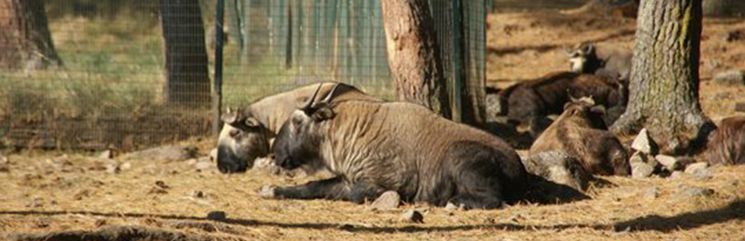 Motithang Takin Preserve