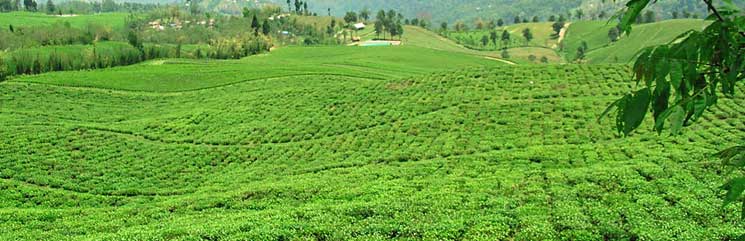 Temi Tea Garden